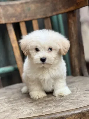 Havanese puppy