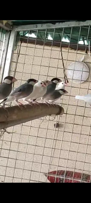 صفارد وجاوا للبيع