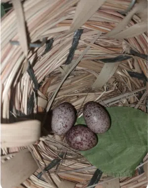 نثية وحشية منتجة للبيع