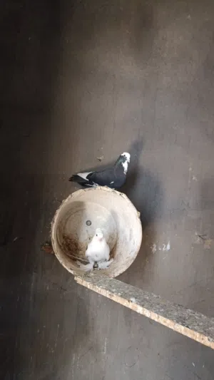 براكت حمام اللبيع
