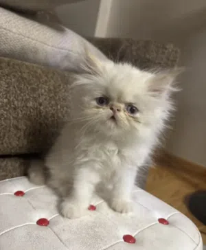 Himalayan persian cat for sale