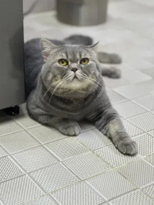 قطط للبيع سوكتش