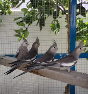 كوكتيل للبيع