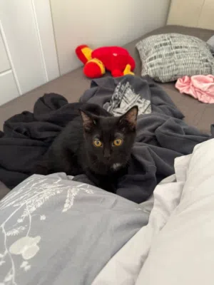 قط شيرازي اسود 3 شهور متطعم ونضيف جدا ولعبي ومتعود عاللتر بوكس