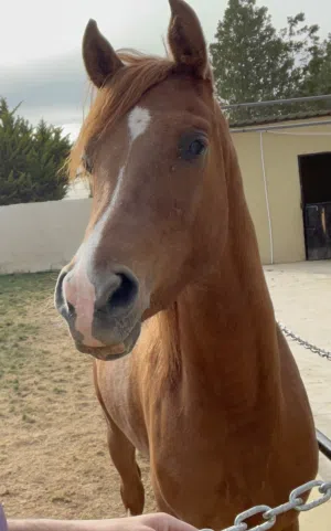 خيل عربي أصيل ابن بطل الشرق الأوسط رجب ان كي