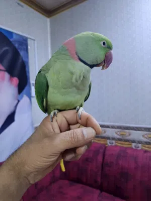 زوج ببغاء نيبالي  للبيع