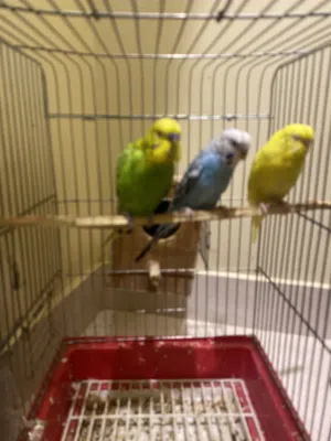 طير باجي جدا