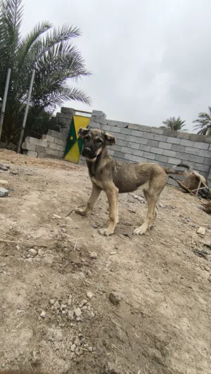 نثية بشدر للبيع