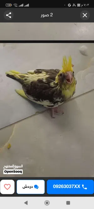كوكتيل  لاتينو