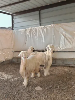حلال الرحوب الاصيل