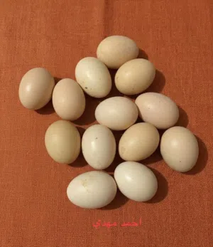 يوجد لدينا بيض براهما مخصب 100%باذن الله مستوى ممتاز الله ولي التوفيق