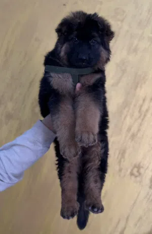 جرو الراعي الالماني جيرمن شيبرد مشروع اسد حجم الXXL مستوى فاخر جداً