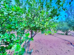 مزرعة مشجرة للبيع