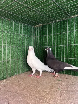 مطلوب 3 كوبيات عربي