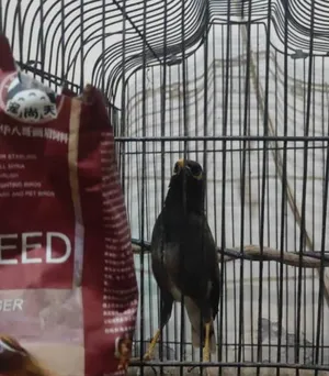 Birds0