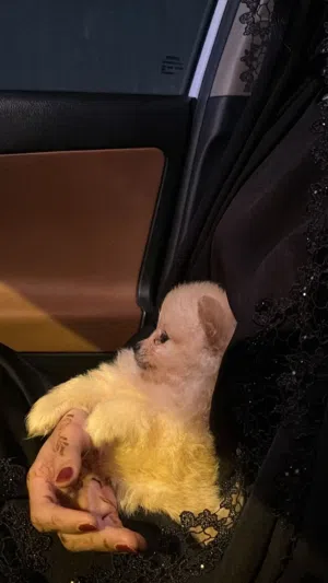 pomeranian puppies بومرينيان جراوي