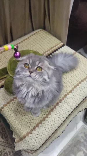 قط اسكوتش فولد Scottish fold male