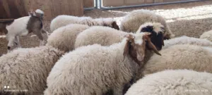 خرفان  نعيمي بين 24 الي   40 كجم للبيع