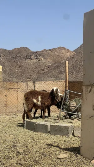 حمله عمانية للبيع
