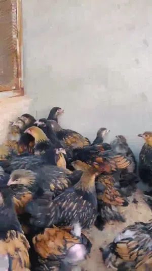 براهما سبرايت احمر جملة