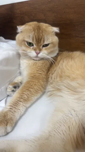 سكوتش فولد نقي مستوى عالي