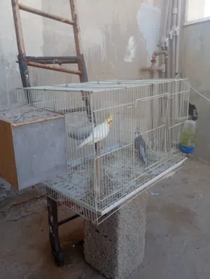 كوبيا بركاديلو فيشر كوبيا كوكتيل دكر فرنساوي انثي الاتينو