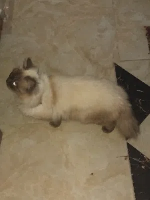 القط جميال اسماء هيمالايا
