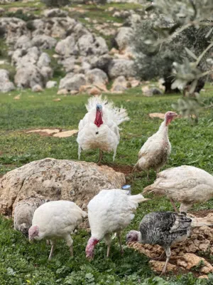 حبش بسعر حلو