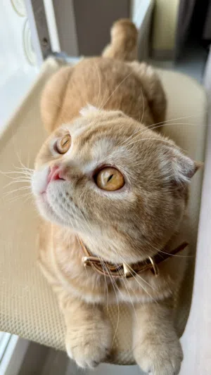 Ginger Scottish fold cat. 3 years