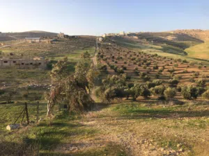 مزرعه للبيع