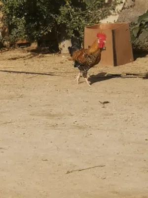 للبيع ديكة قوية ونشيطة  Strong & Healthy 5-Month-Old    Rooster – For Sale