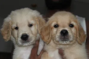 Golden Retriever Puppies Pure Breed