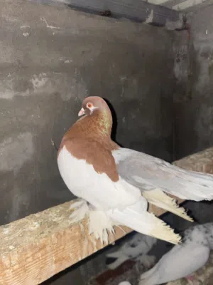 دكر روسي بسم لله مشالله هايج ومولد في طويل