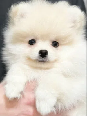 Pomeranian puppies for sale. female