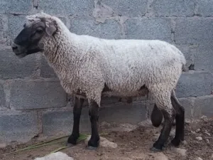 كبش افريقي