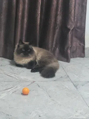 قط الهيمالايا