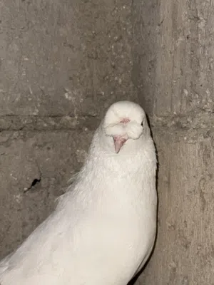 جوز مكاويات