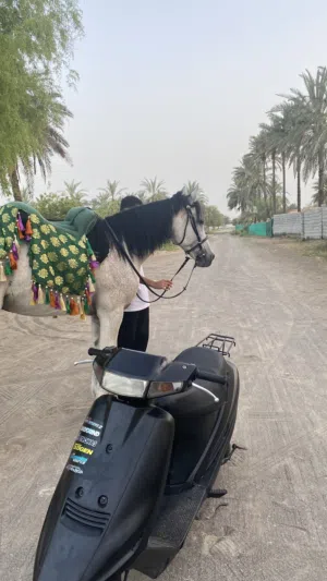 دراجه 100cc