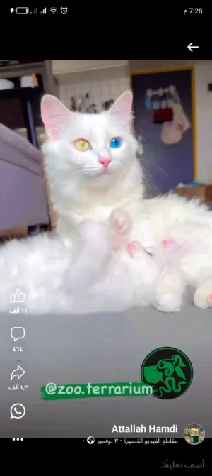 جادو