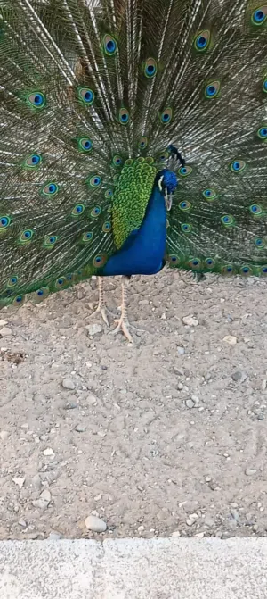 طاؤس للبيع