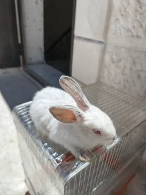 ارنب للبيع