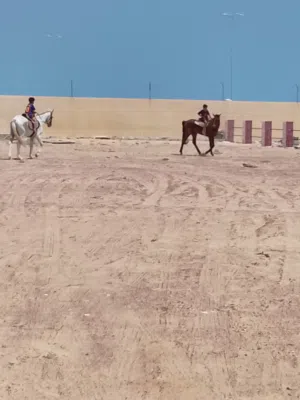 خيول سكول العمر من عشر سنوات هاديات وتصلح للأطفال اسعار طيبه 800ريال قابل