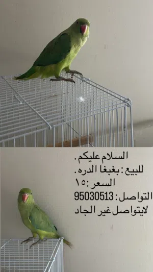 بيع بغبغا الدره