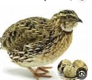 السمان العادي  والبيض