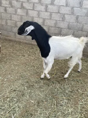 شاه تهجين بكستاني