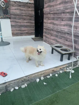 بومرينيان حامل حجم صغير pregnent Pomeranian small size