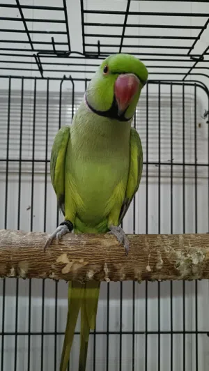 مطلوب انثى دره اليفه