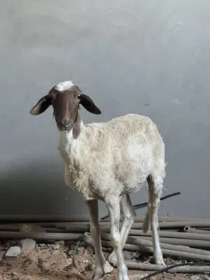 فطيمة للبيع