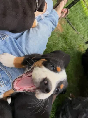 Bernese mountain puppy