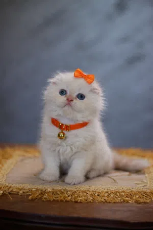 هملايا ارونج فولد ذكر و في مكس هملايا